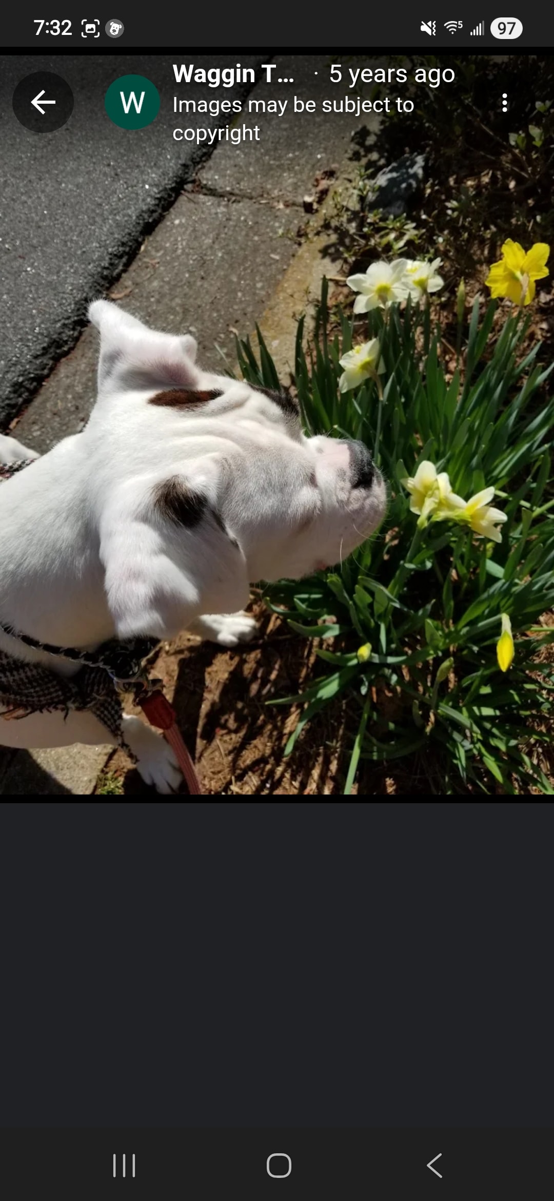 Energetic dog running in an open field